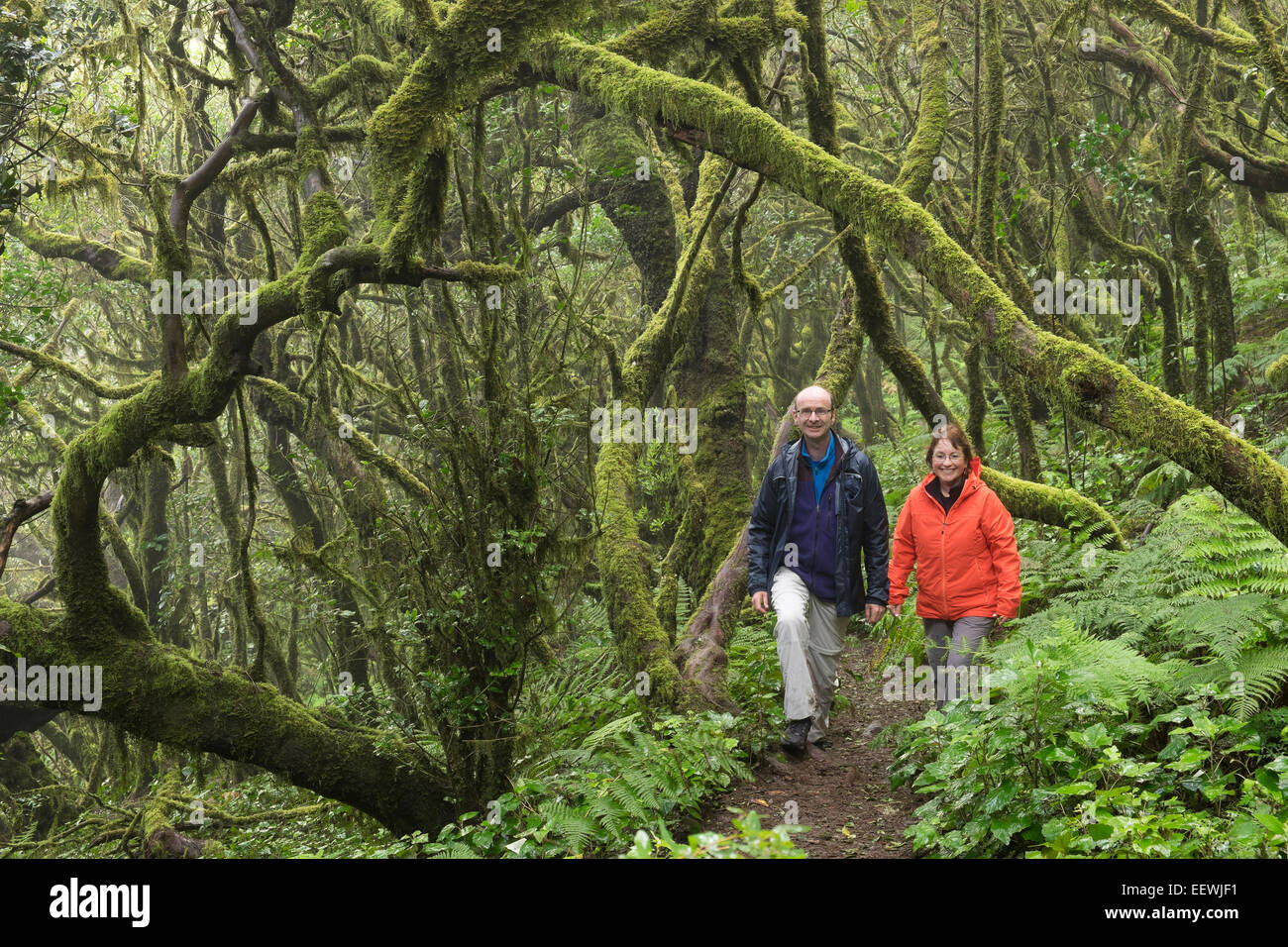 Deux randonnées dans la forêt de nuages, forêt de lauriers, le Parc National de Garajonay, La Gomera, Canary Islands, Spain Banque D'Images Deux randonnées dans la forêt de nuages, forêt de lauriers, le Parc National de Garajonay, La Gomera, Canary Islands, Spain Banque D'Images