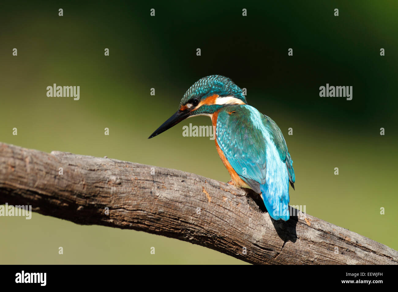 Kingfisher (Alcedo atthis), mâle adulte, perché, au milieu de la Réserve de biosphère de l'Elbe, Saxe-Anhalt, Allemagne Banque D'Images