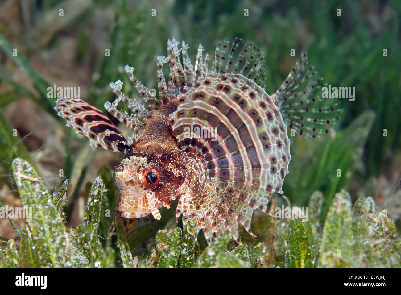 Dendrochirus brachypterus (poisson-papillon nain) sur une prairie d'herbes marines, Jordanie Banque D'Images