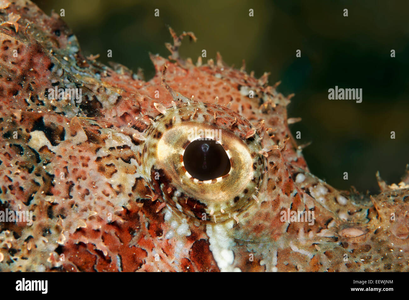 Faux poisson-pierre ou Devil Scorpionfish (Scorpaenopsis barbatus), vue de détail de l'œil, Jordanie Banque D'Images