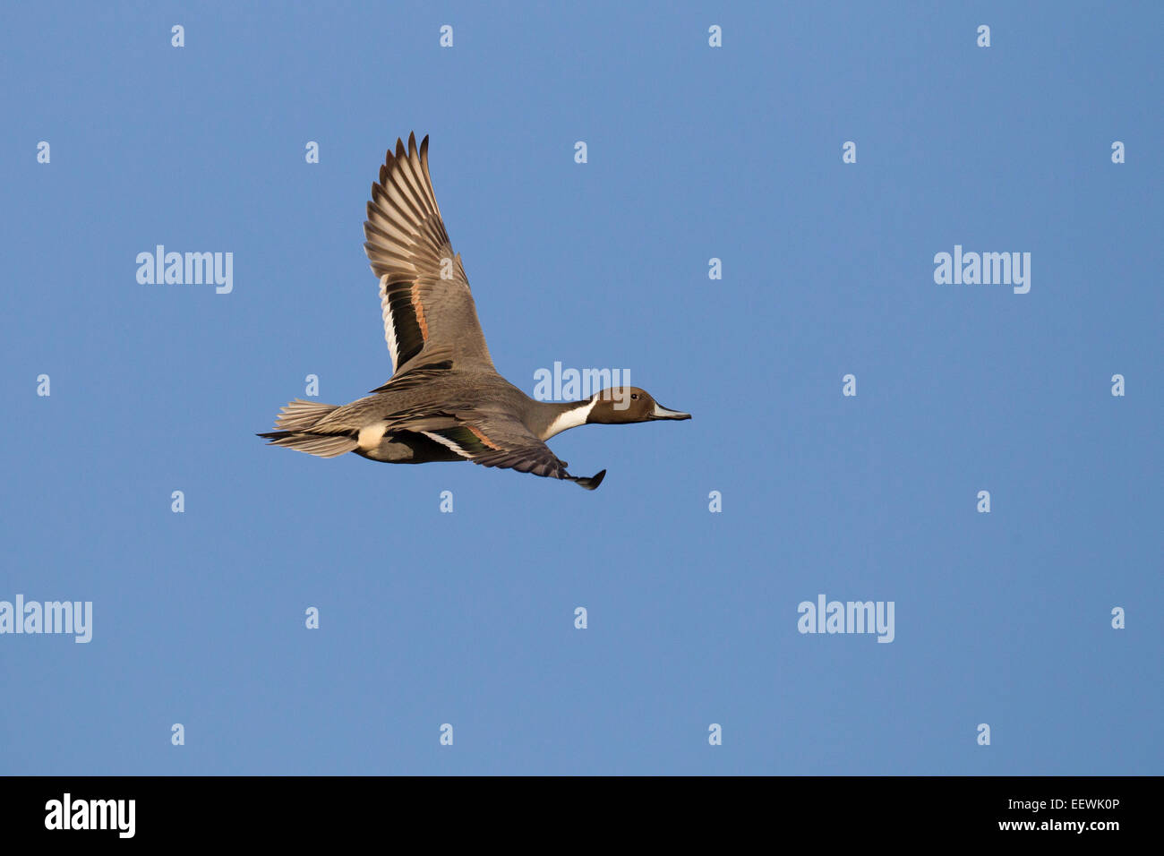 Drake mâles du Pintali Anas acuta en vol avec des ailes déployées contre le ciel bleu Banque D'Images