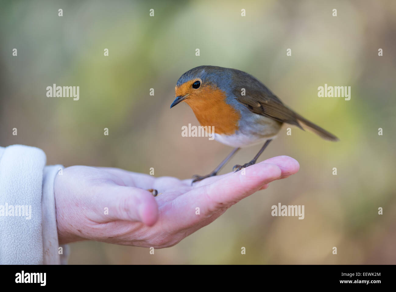 Un oiseau dans la main Banque D'Images