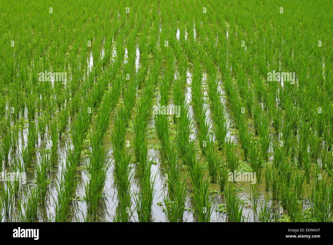 Les rizières à Ubud, Bali. Banque D'Images