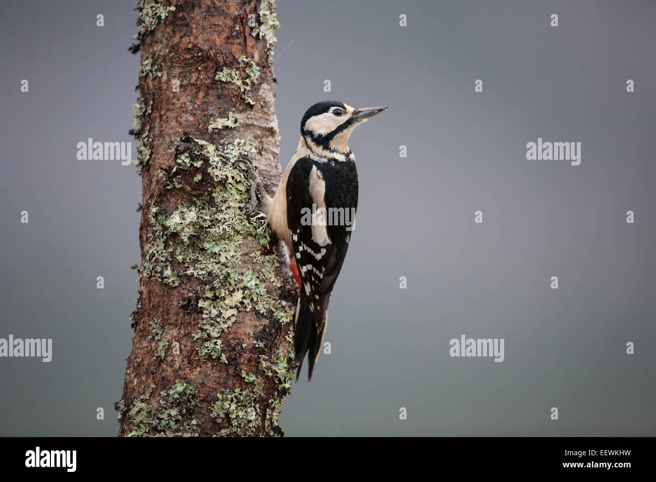 Great Spotted woodpecker Dendrocopos major en profil accroché à un lichen couverts et Birch Tree looking away Banque D'Images