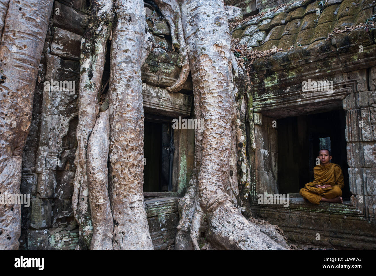 Jeune moine assis dans l'andain suivant pour les racines des arbres impressionnants au temple en ruines ,Ta Prohm à Angkor Wat, au Cambodge Banque D'Images