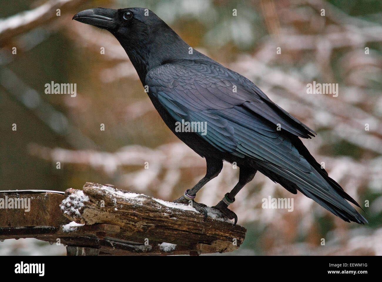 Grand corbeau (Corvus corax), Parc National de la forêt bavaroise, Bayerischer Wald, Bavière, Allemagne Banque D'Images