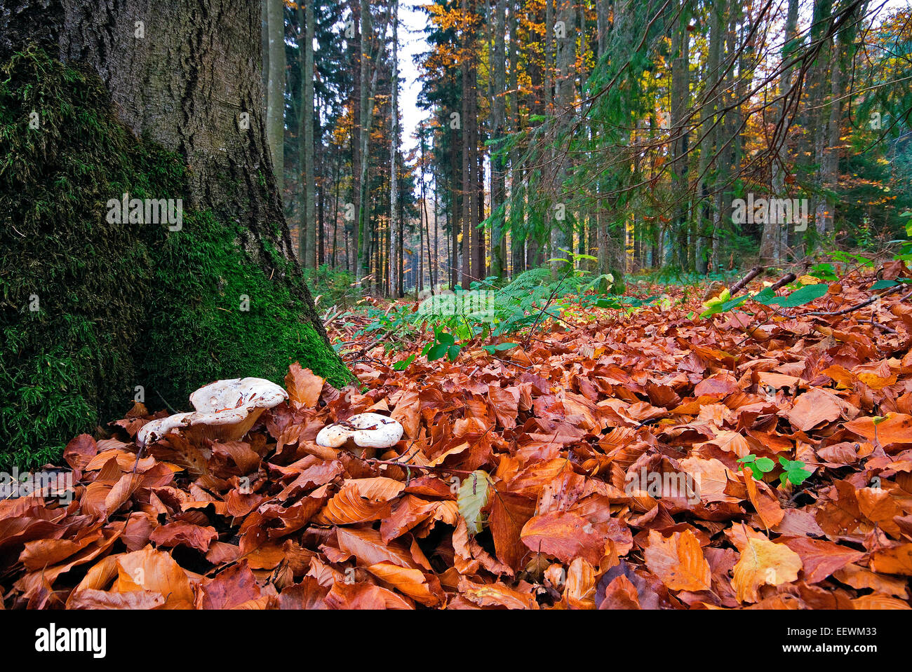 En automne, le Parc National de la Forêt bavaroise Bayerischer Wald, Bavière, Allemagne Banque D'Images