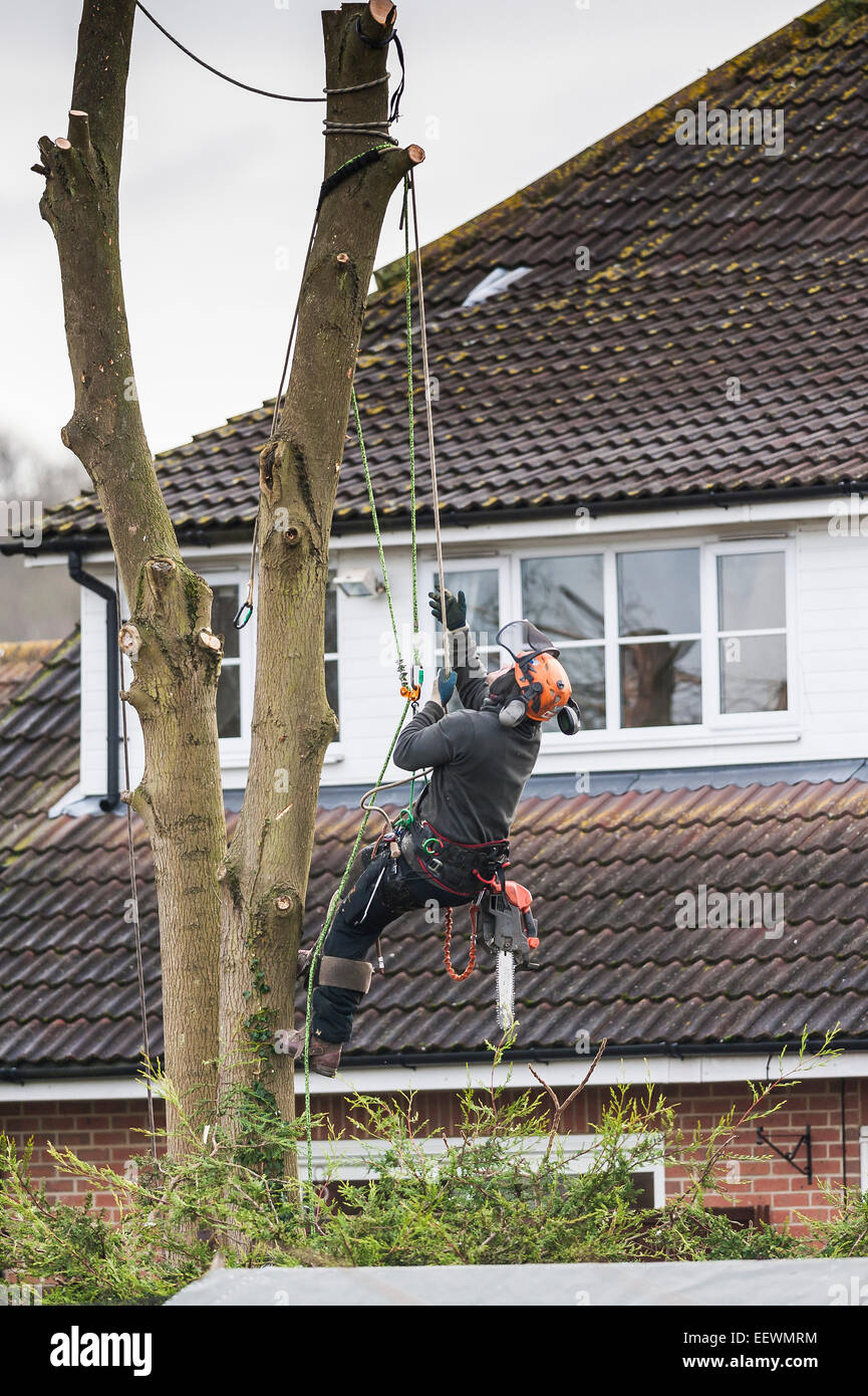 Un arboriculteur tree surgeon couper arbre dans un jardin d'escalade à la tronçonneuse des travailleurs qualifiés Banque D'Images