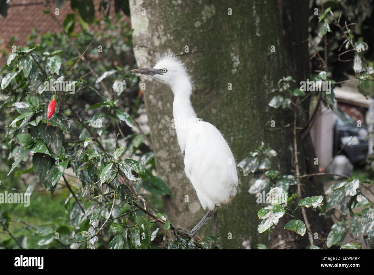 Un jeune héron blanc de Petulu, Ubud, Bali. Banque D'Images