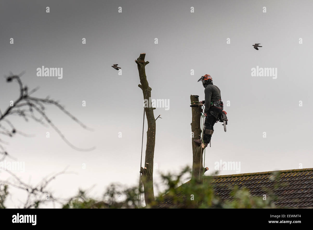 Des oiseaux volent au-delà d'un tree surgeon puisqu'il s'apprête à couper un arbre dans le jardin d'une maison. Banque D'Images