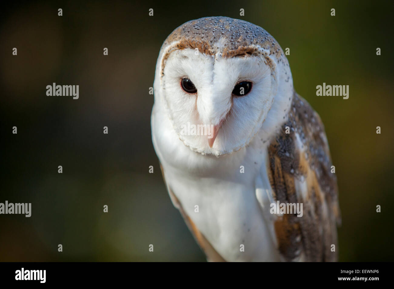 Close-up of a Barn Owl Banque D'Images