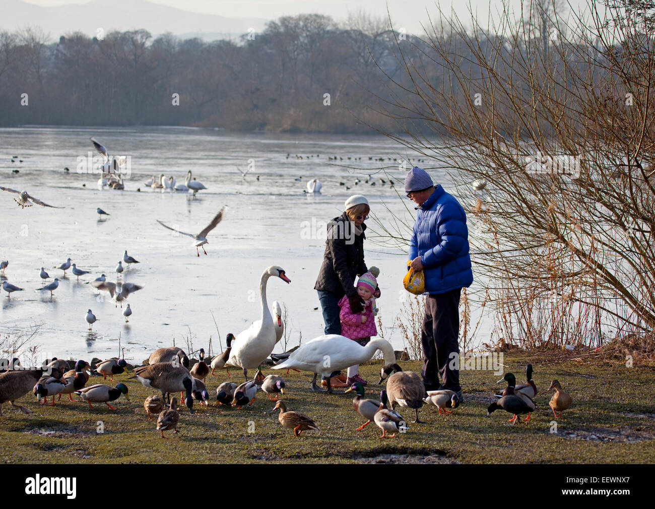 Edinburgh, Ecosse, Royaume-Uni. 22 janvier, 2015. Météo France : Duddingston Loch congelé à zéro degrés avec seulement un petit secteur de l'eau visible ce qui rend difficile pour les cygnes et les canards pour se nourrir, heureusement, un couple et leur enfant est arrivé à donner certains bienvenue du pain. Banque D'Images