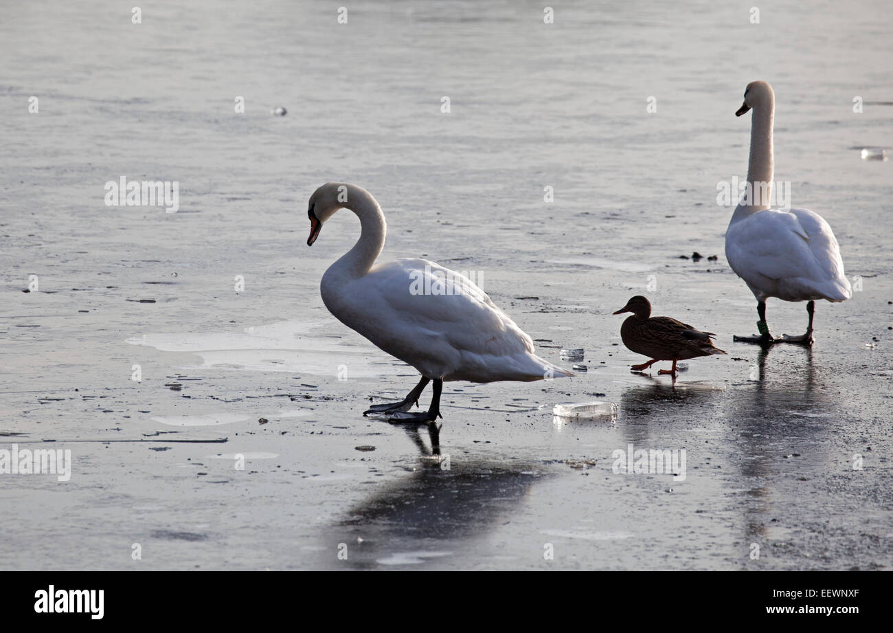 Edinburgh, Ecosse, Royaume-Uni. 22 janvier, 2015. Météo France : Duddingston Loch congelé à zéro degrés avec seulement un petit secteur de l'eau visible ce qui rend difficile pour les cygnes et les canards pour se nourrir, Banque D'Images
