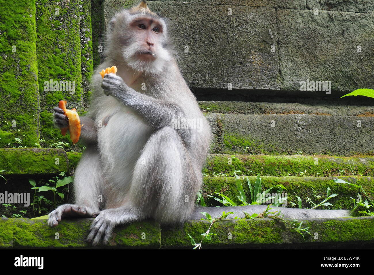 Macaque à longue queue dans la forêt des singes sacrés de Padangtegal manger les restes de nourriture, l'Ubud, Bali. Banque D'Images