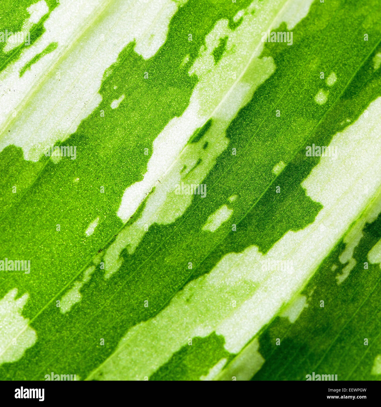 Vert feuille abstract background texture Banque D'Images