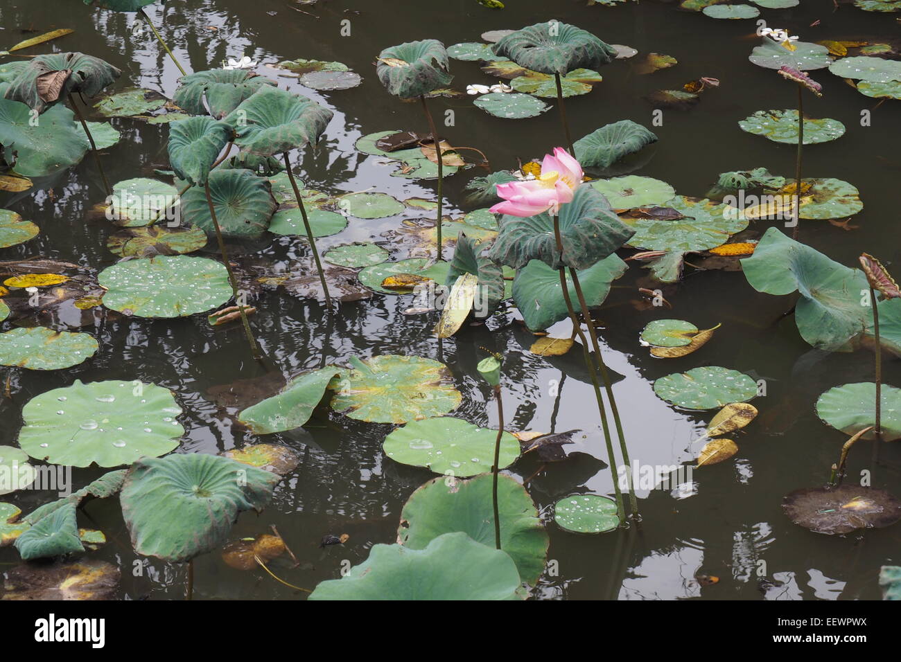 Lotus plantes dans un étang dans un temple hindou à Ubud, Bali. Banque D'Images