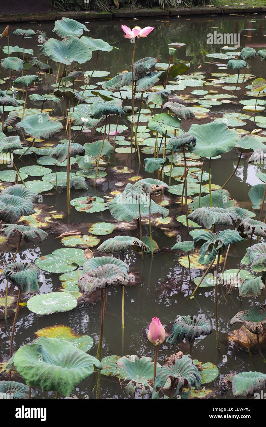 Lotus plantes dans un étang dans un temple hindou à Ubud, Bali. Banque D'Images