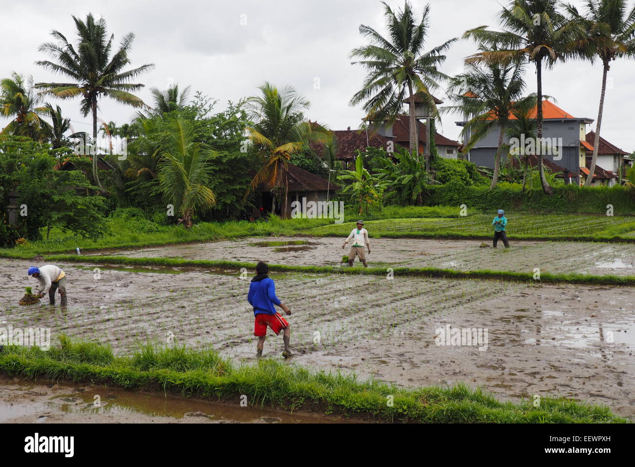 La plantation des plants de riz à Ubud, Bali. Banque D'Images