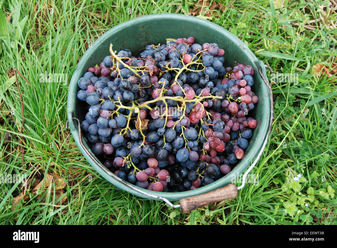 Un seau de raisins récoltés. Banque D'Images