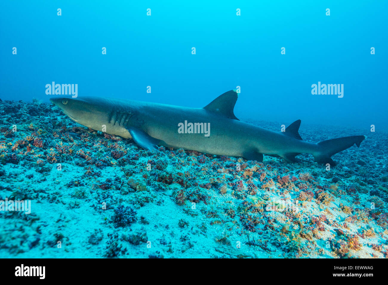 Détendez-vous de requins à pointe blanche Banque D'Images