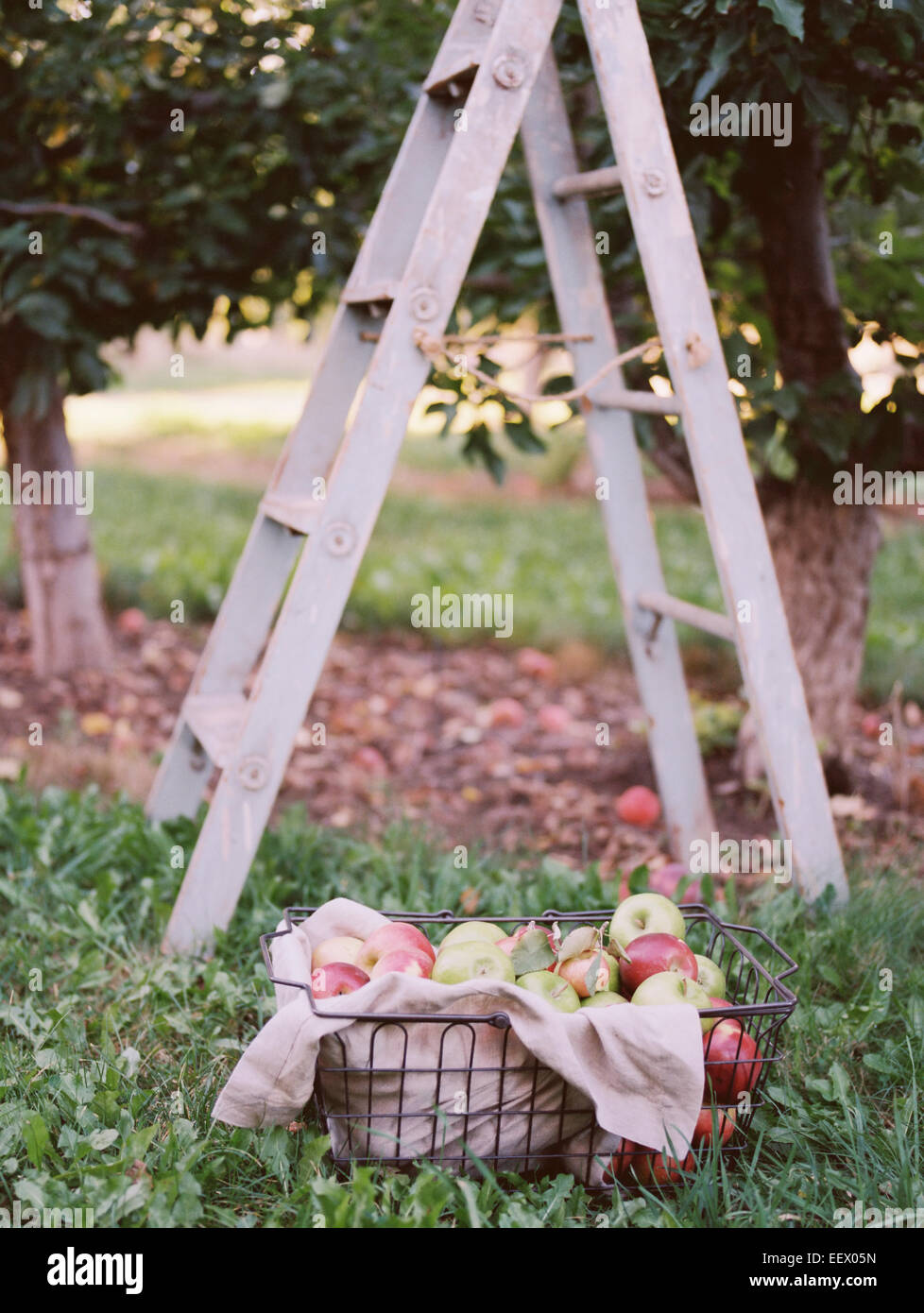 Verger. Un panier de pommes debout par une échelle. Banque D'Images