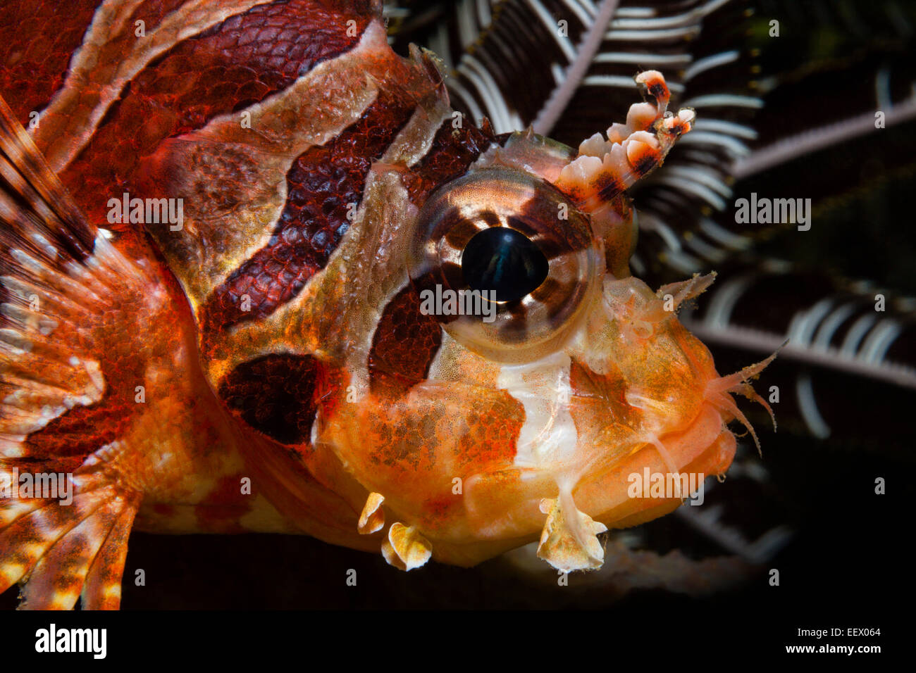 Dendrochirus Zebra poissons Lion, zèbre, Ambon, Moluques, Indonésie Banque D'Images