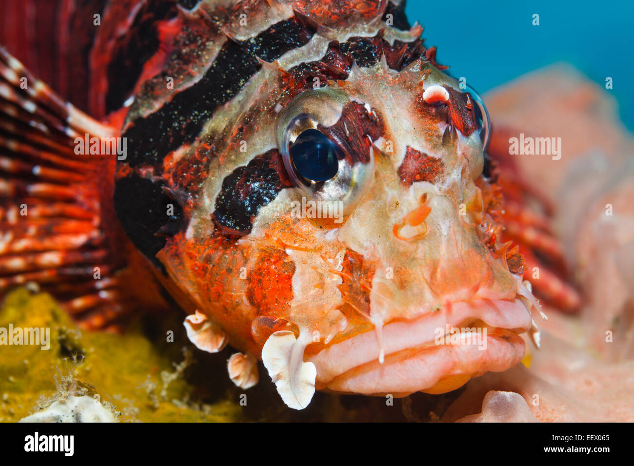 Dendrochirus Zebra poissons Lion, zèbre, Ambon, Moluques, Indonésie Banque D'Images