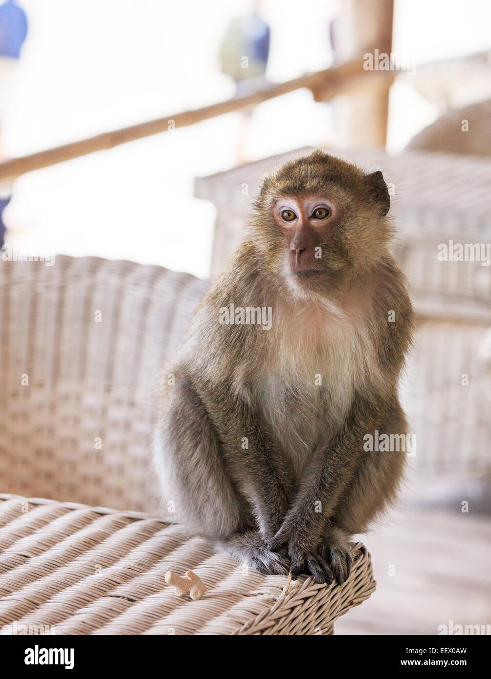 Portrait de Singe assis sur une table sur la lumière arrière-plan flou Banque D'Images