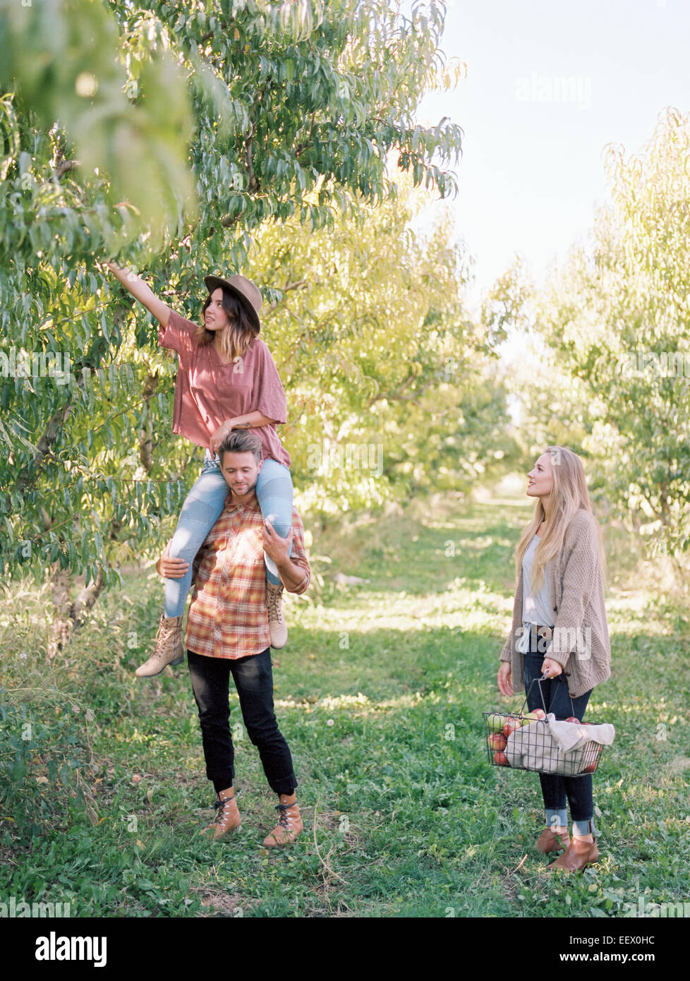 Verger. Trois personnes la cueillette des pommes d'un arbre. Banque D'Images