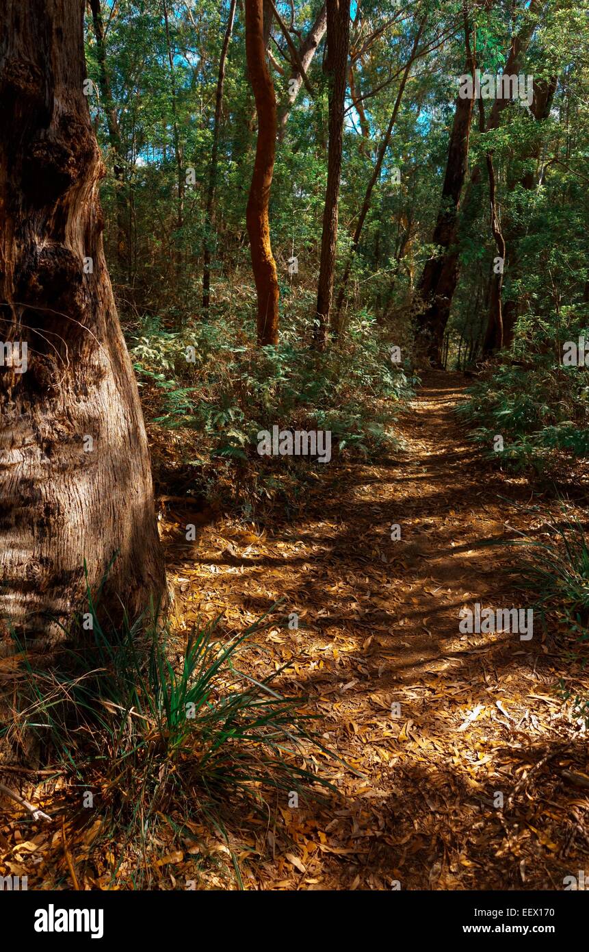 Eucalyptus dans le bush australien. Banque D'Images