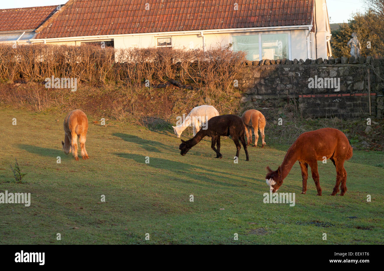 Lamas à une ferme de lamas, Bleadon village, Somerset, England UK Banque D'Images