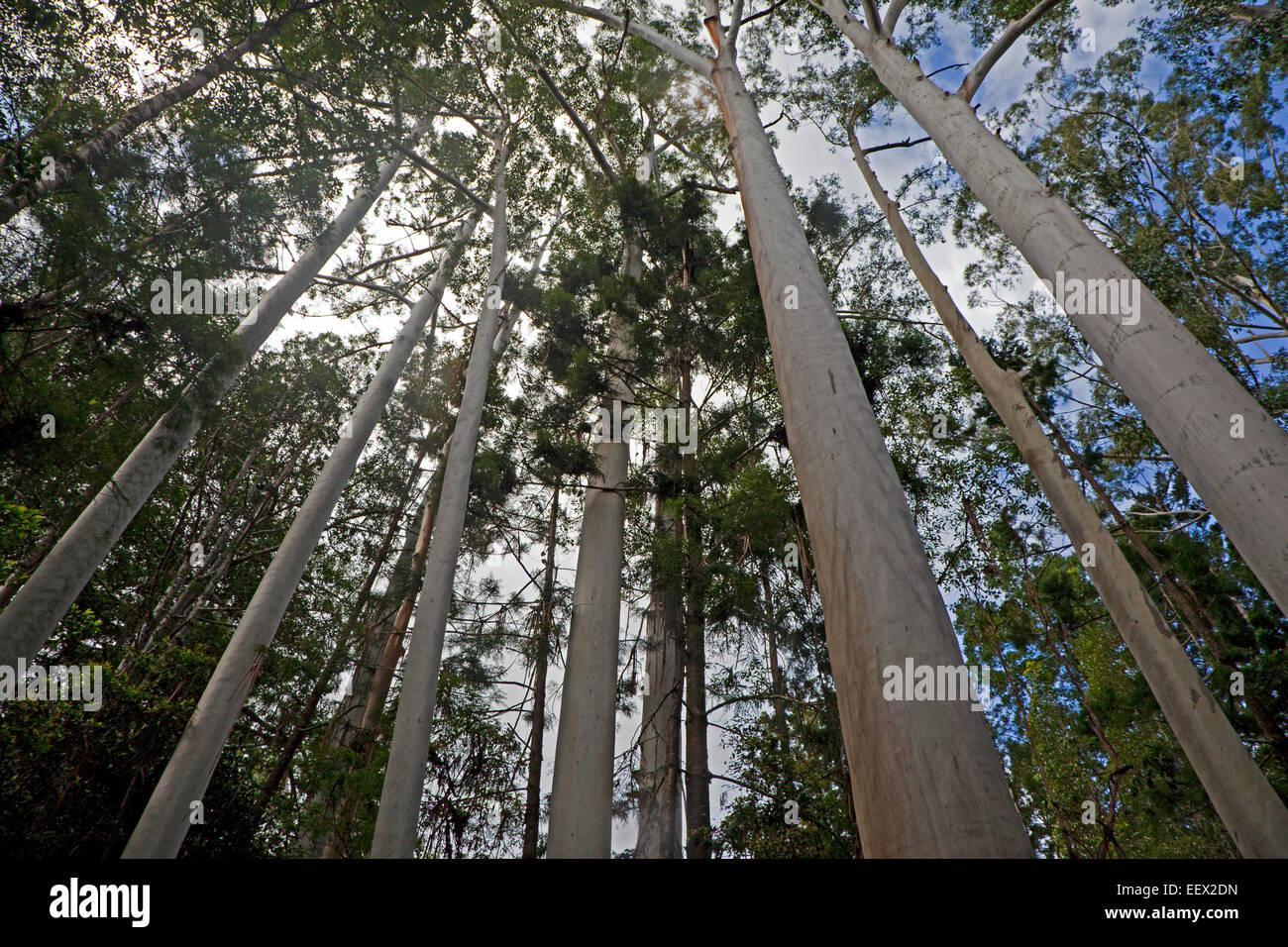 Bouleau blanc australien / pommetier / fumisterie (Schizomeria ovata) arbres en forêt tropicale sur Fraser Island, Queensland, Australie Banque D'Images