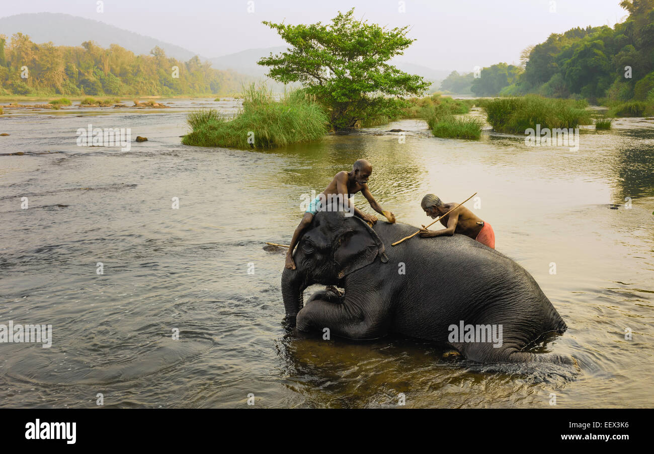 Les formateurs se baignent les jeunes à l'aube des éléphants dans la rivière Periyar, un fleuve au Kerala. Banque D'Images