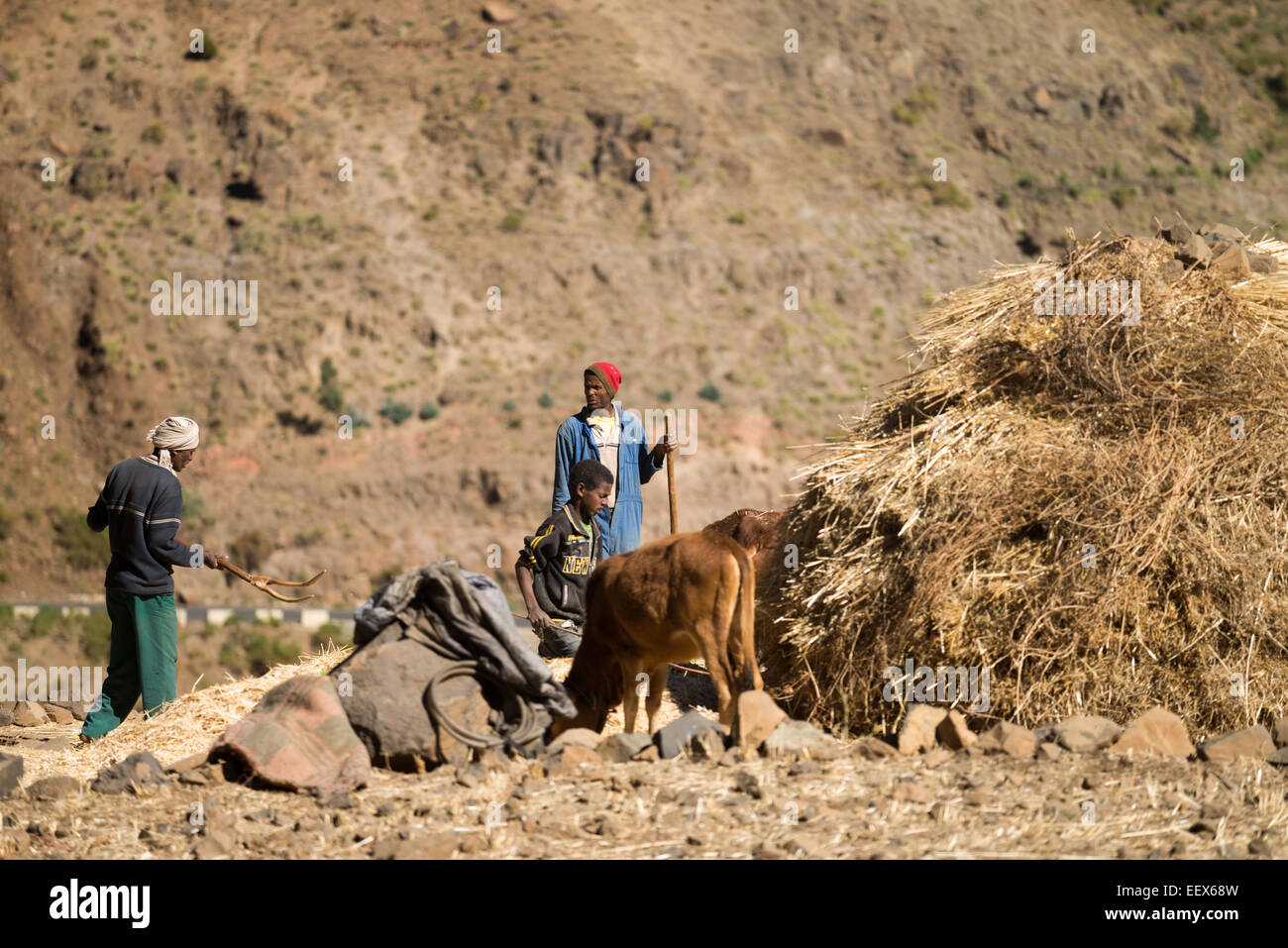 Les agriculteurs utilisant les bovins pour séparer le grain le teff, l'Éthiopie, l'Afrique Banque D'Images