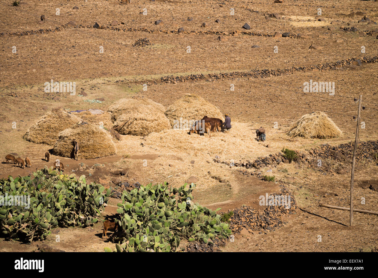 Les agriculteurs utilisant les bovins pour séparer le grain le teff, l'Éthiopie, l'Afrique Banque D'Images