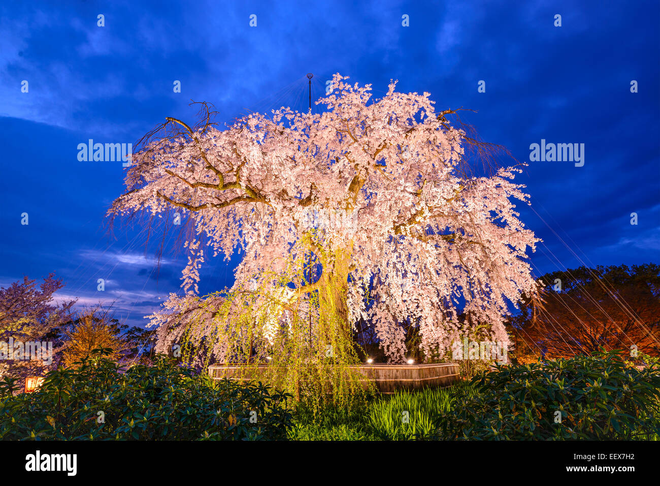 Parc Maruyama à Kyoto, au Japon, au cours du printemps cherry blossom festival. Banque D'Images