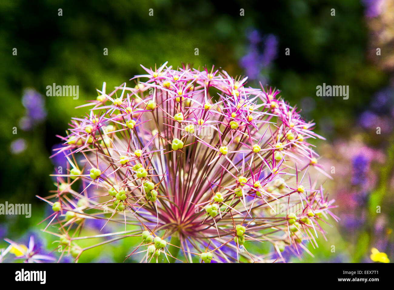 L'allium Christophii capitule dans Anne Hatherway's Cottage Garden à Stratford, dans le Warwickshire, en Angleterre. Banque D'Images