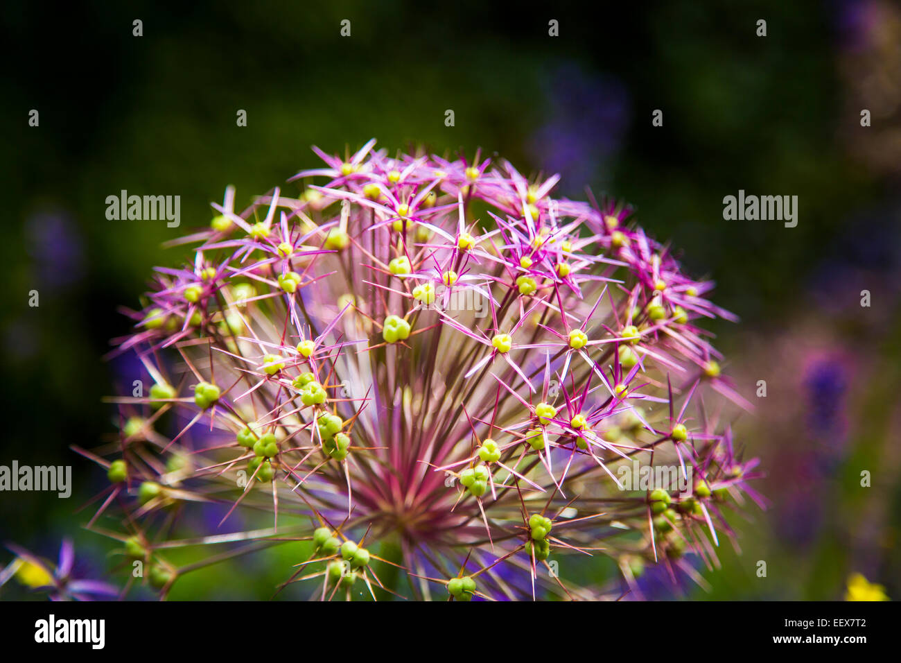 L'allium Christophii capitule dans Anne Hatherway's Cottage Garden à Stratford, dans le Warwickshire, en Angleterre. Banque D'Images