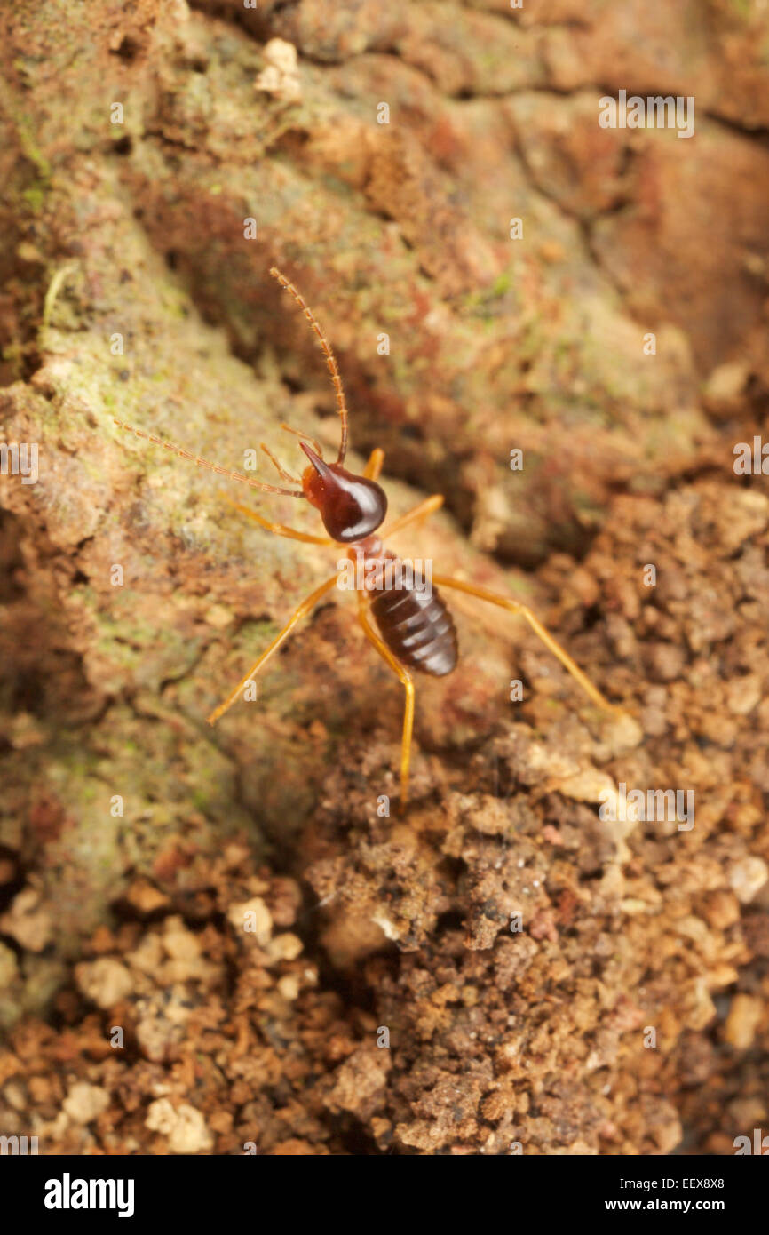 Termite Hospitalitermes Nasute (sp) dans le parc national Khao Yai, Thaïlande. Banque D'Images