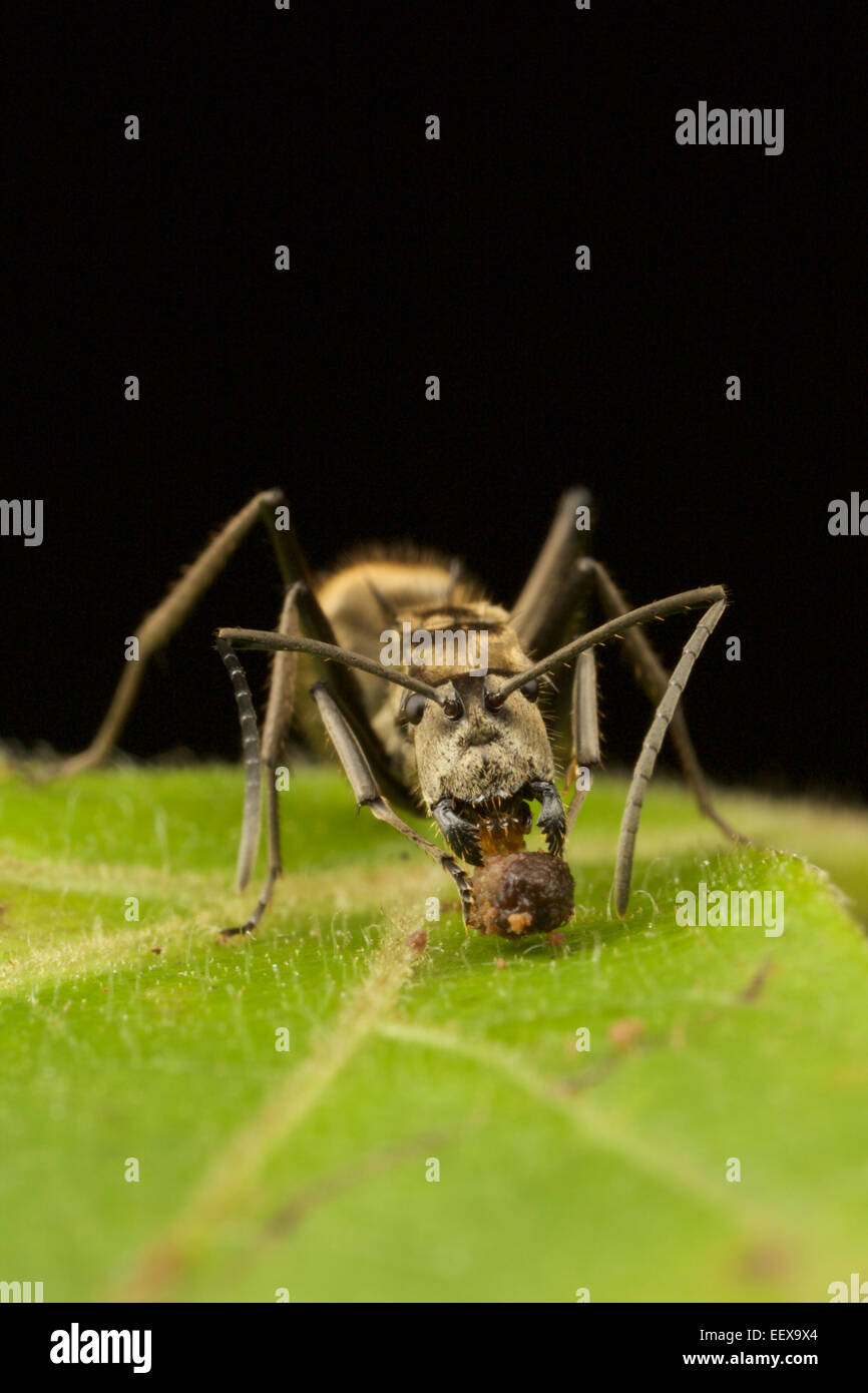 Polyrhachis sp. ant. Le Parc National de Nam Nao, la Thaïlande. Banque D'Images