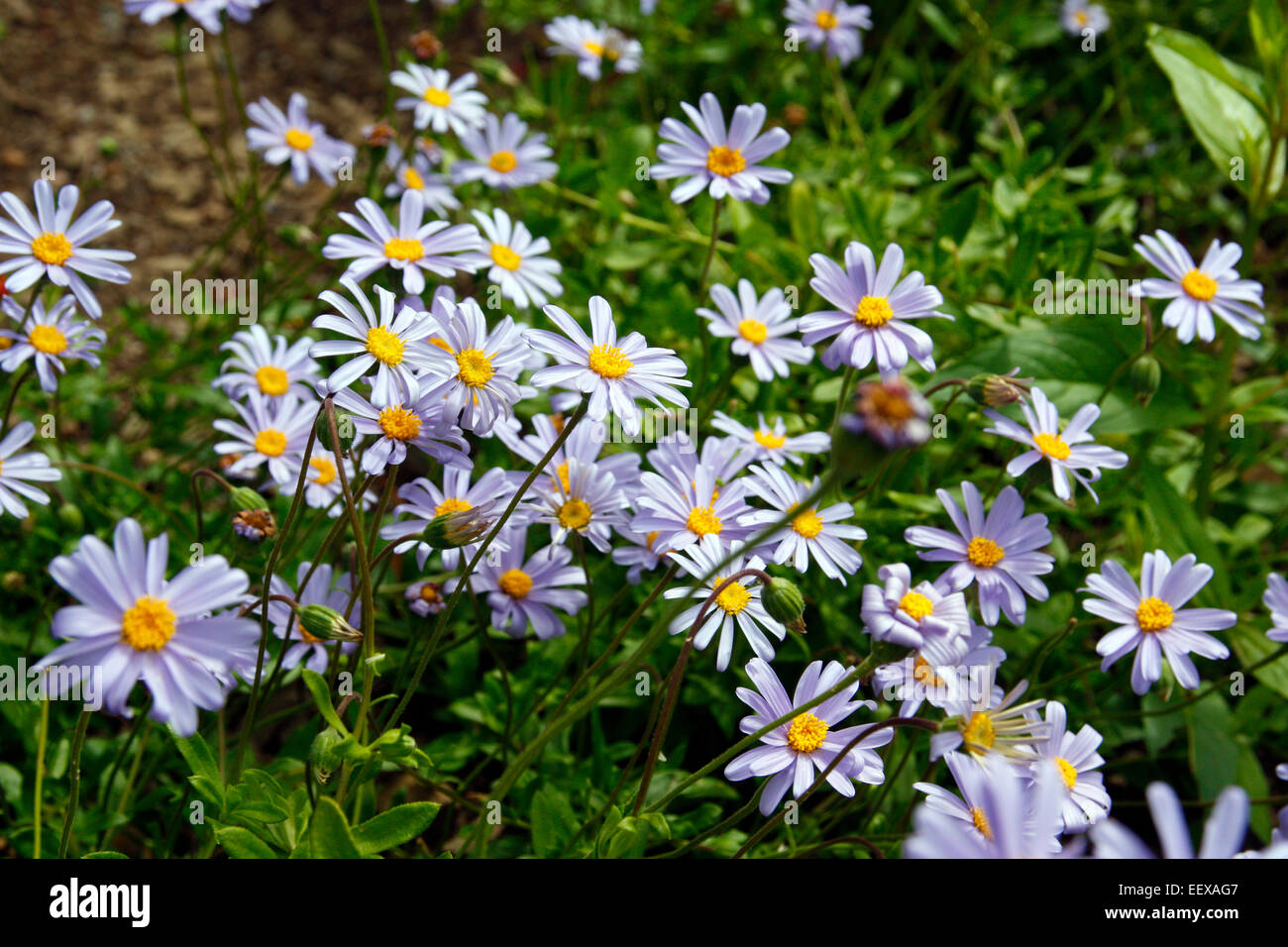 Felicia amelloides Banque D'Images