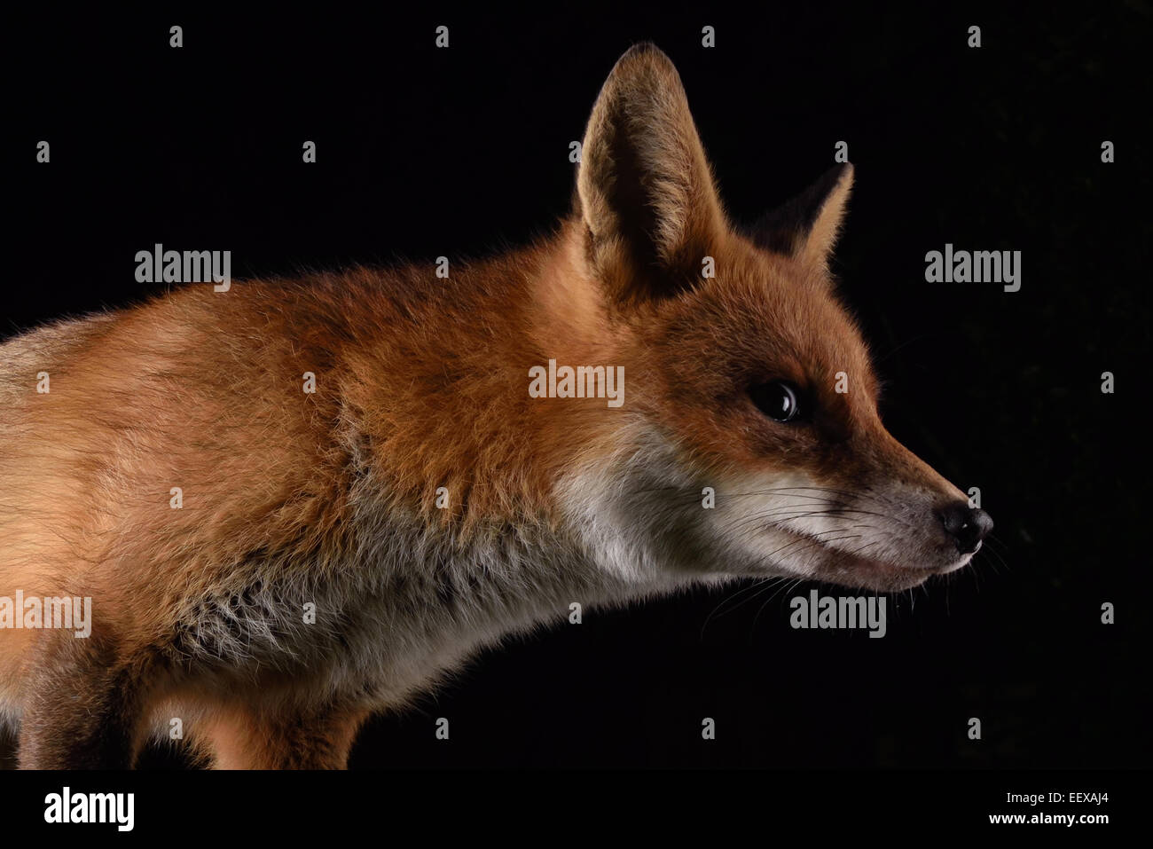 La nuit du renard urbain dans un jardin de Londres Banque D'Images