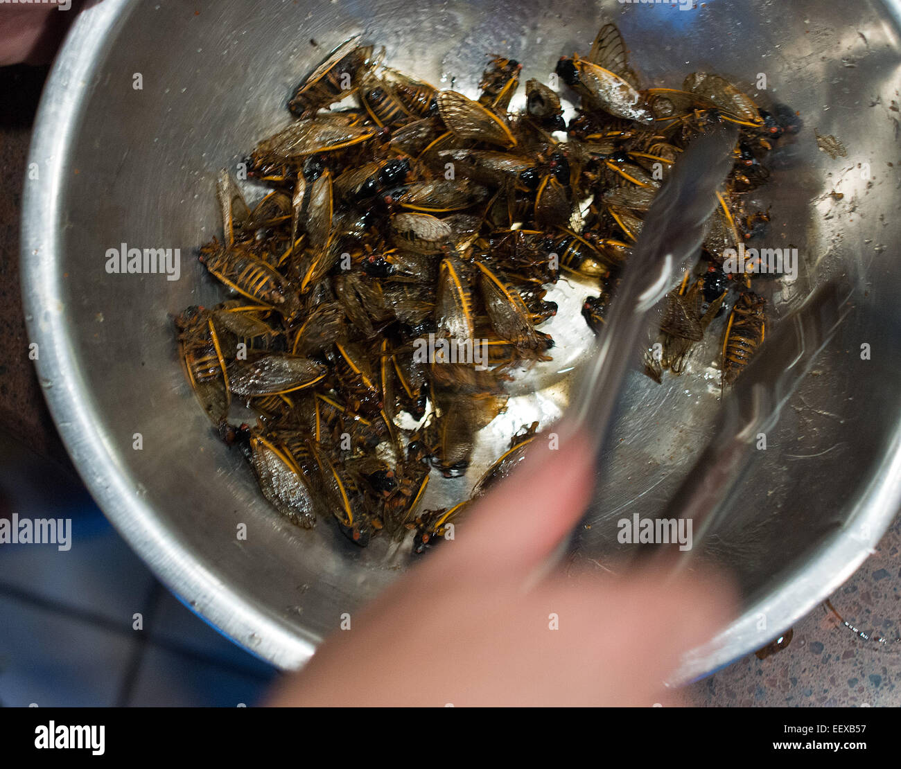 Les personnes à se préparer à l'occasion d'une fête à cigales cuisiner et manger les insectes à un accueil en CT USA Banque D'Images