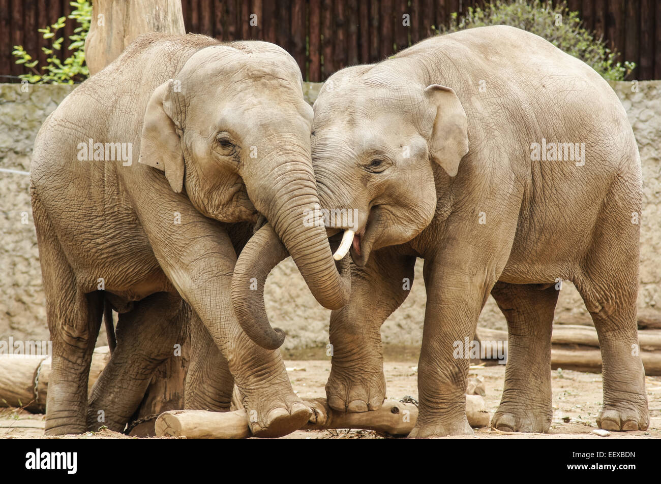 Deux éléphants indiens au Zoo de Plock Pologne Banque D'Images