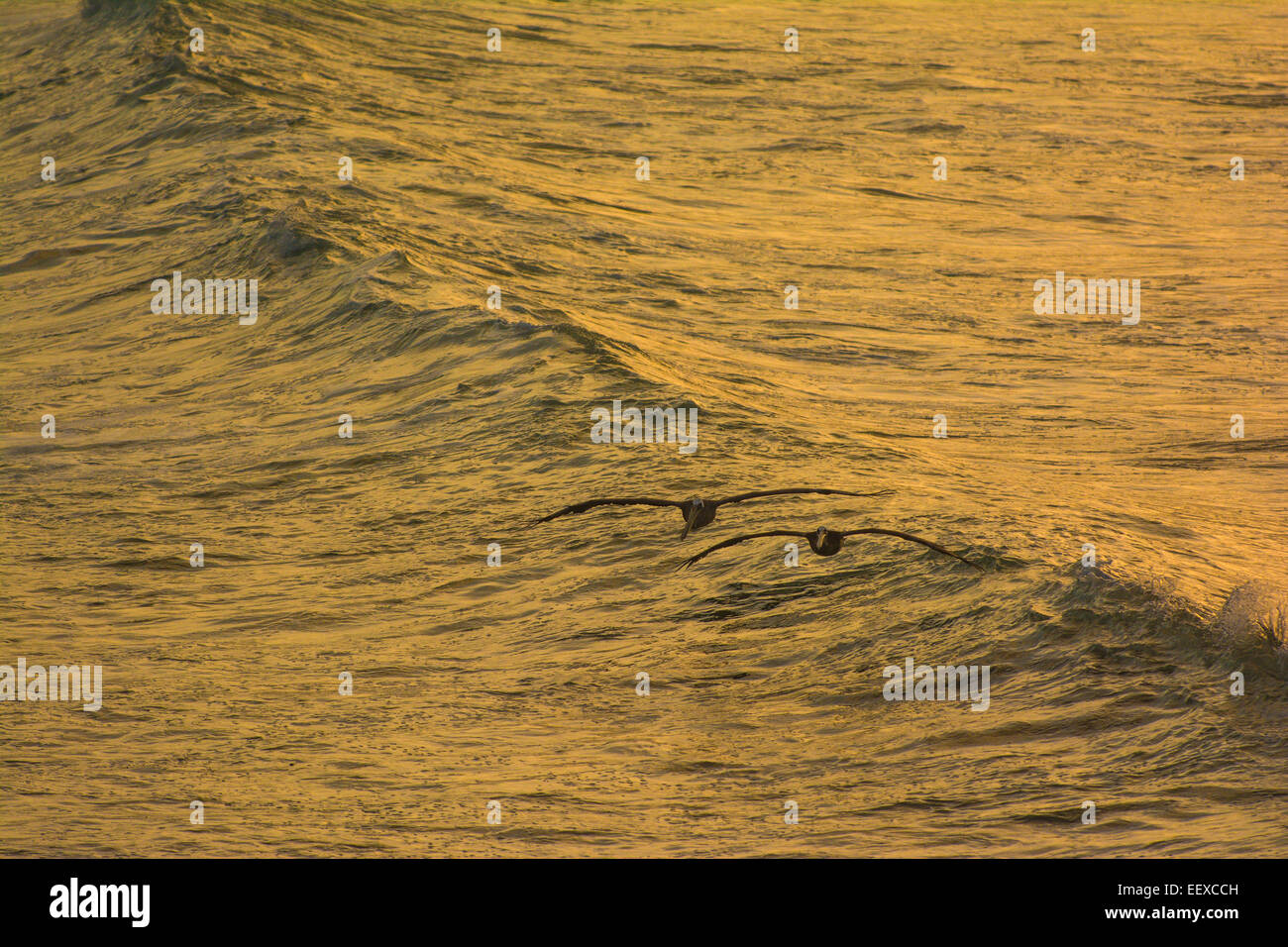 Le Pélican brun en vol, Punta San Carlos, Baja California, Mexique Banque D'Images