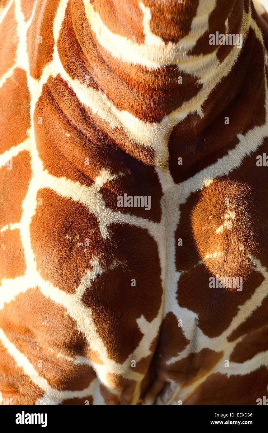 Marquage poitrine girafe Banque D'Images