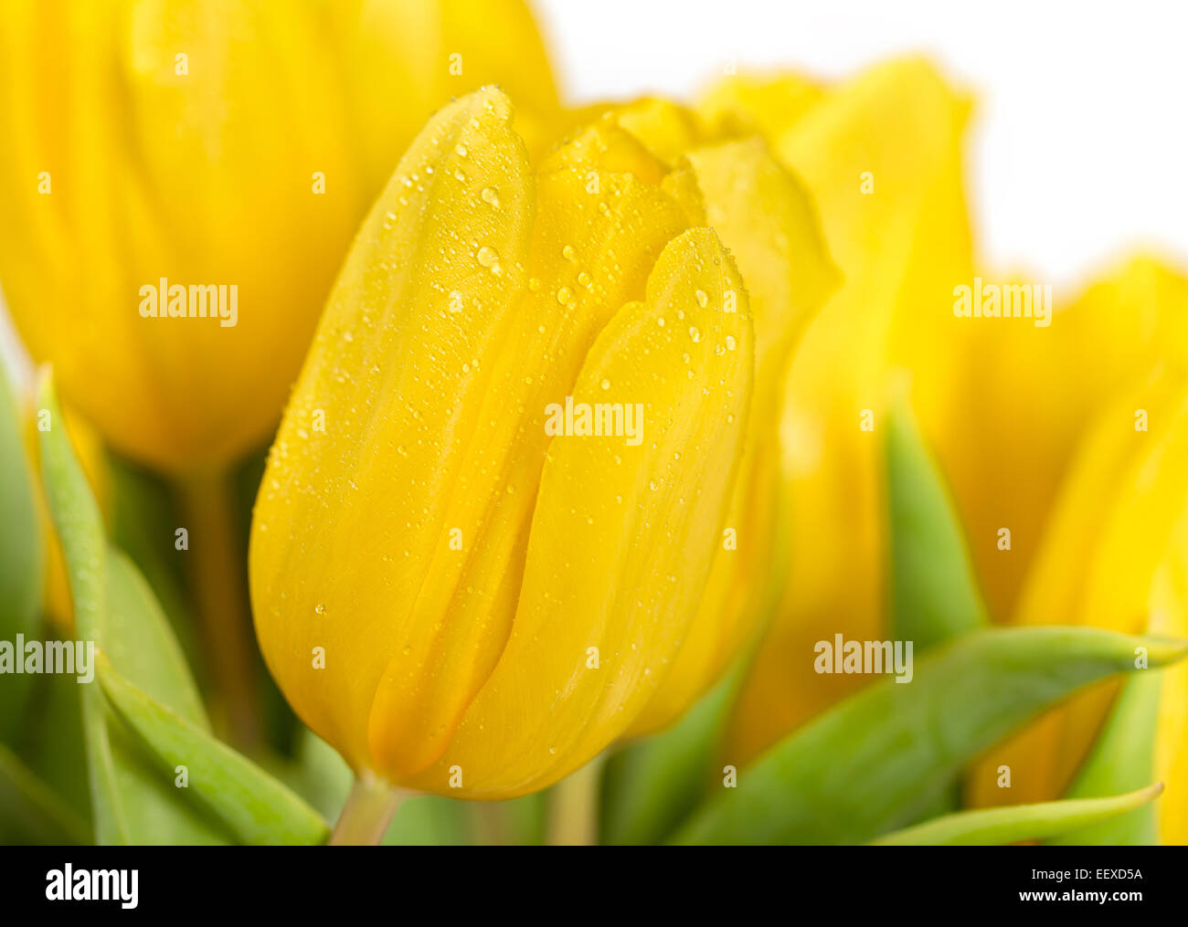 Parfait frais fleurs tulipe jaune symbole de Pâques Banque D'Images