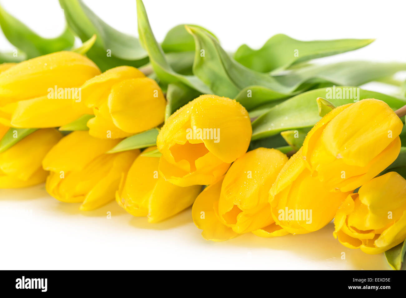 Parfait frais fleurs tulipe jaune symbole de Pâques Banque D'Images