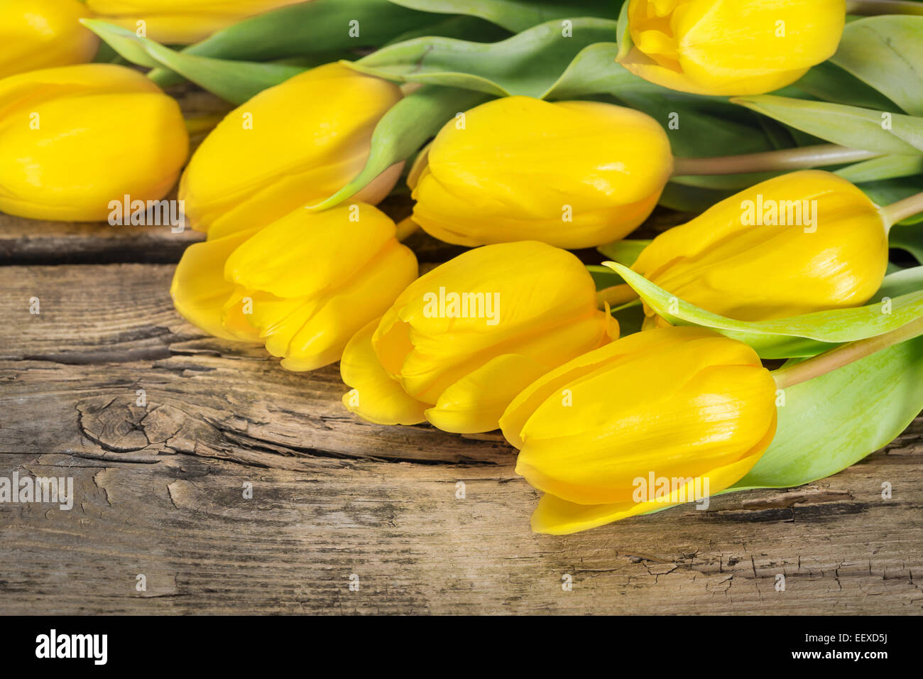 Parfait frais fleurs tulipe jaune symbole de Pâques Banque D'Images