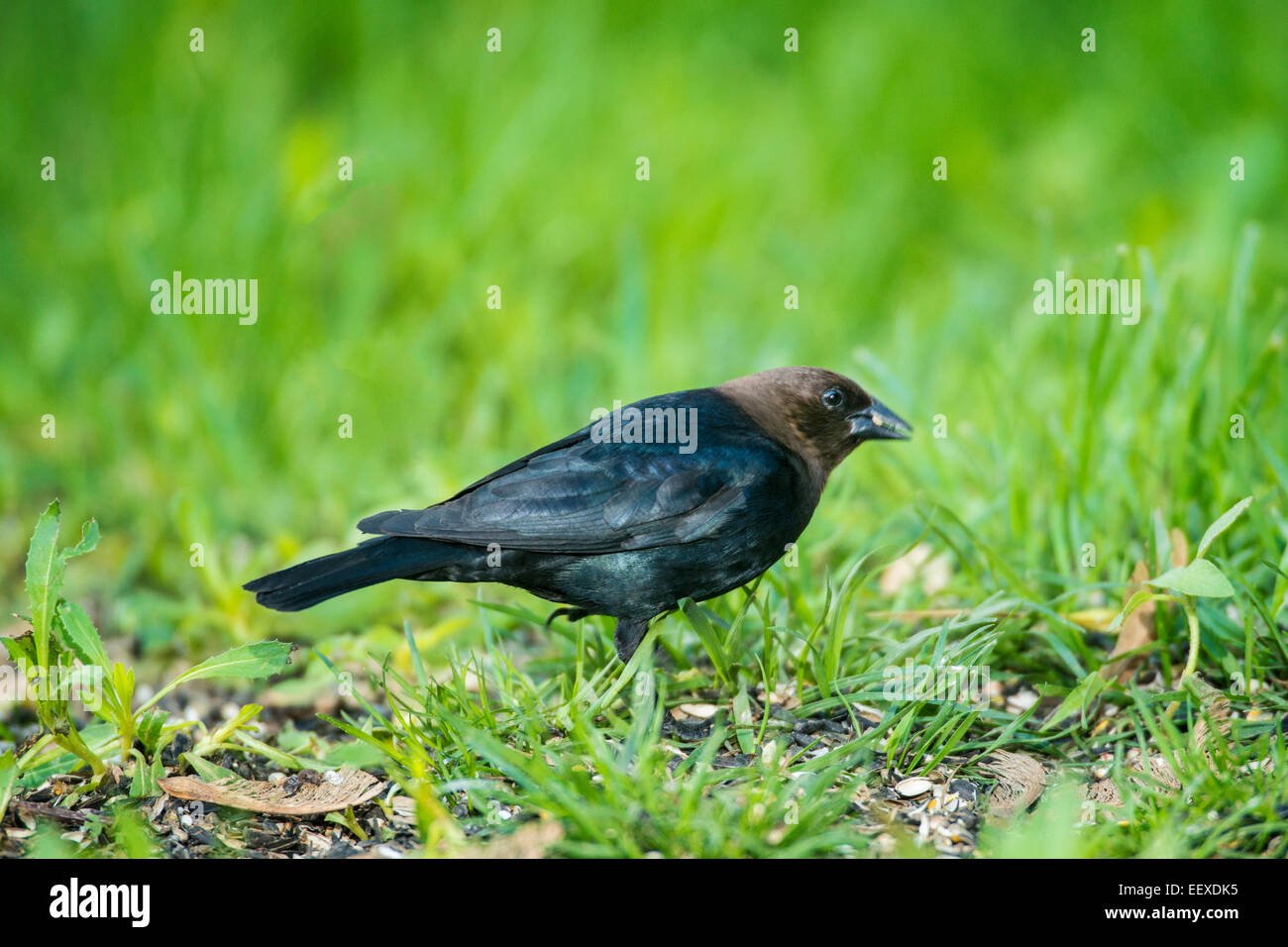 Vacher à tête de nourriture dans l'herbe verte. Banque D'Images
